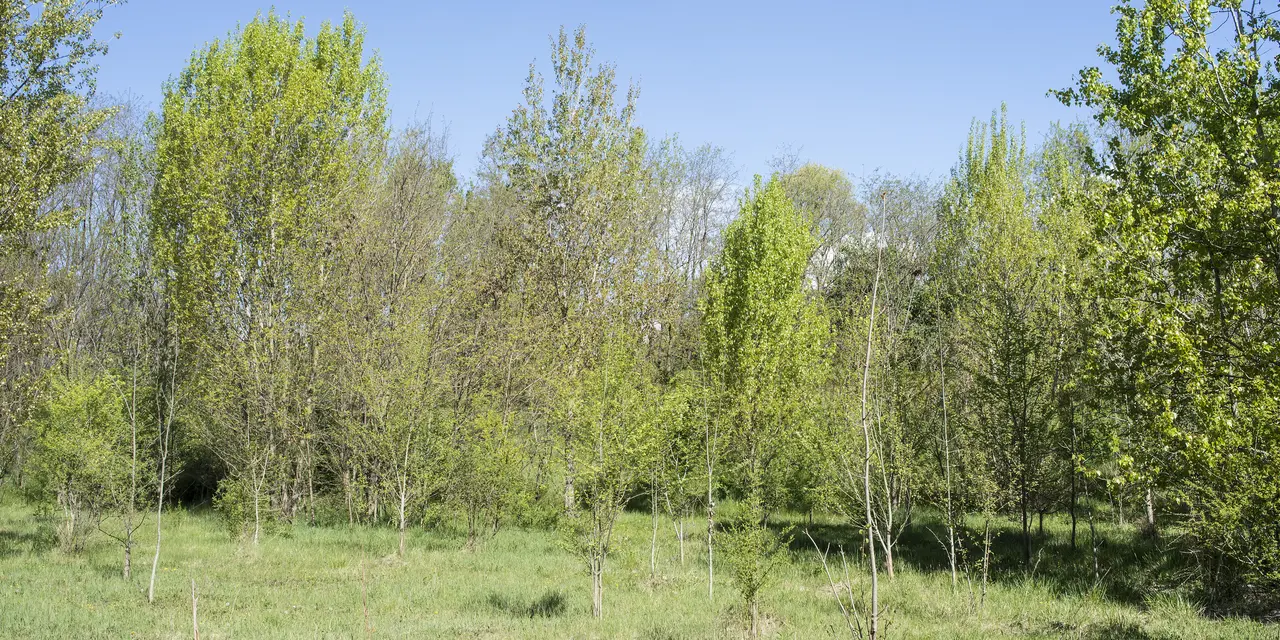 Alberi