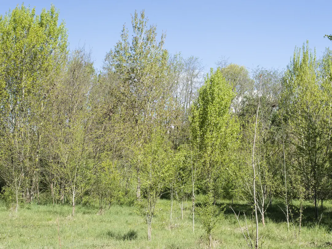 Alberi